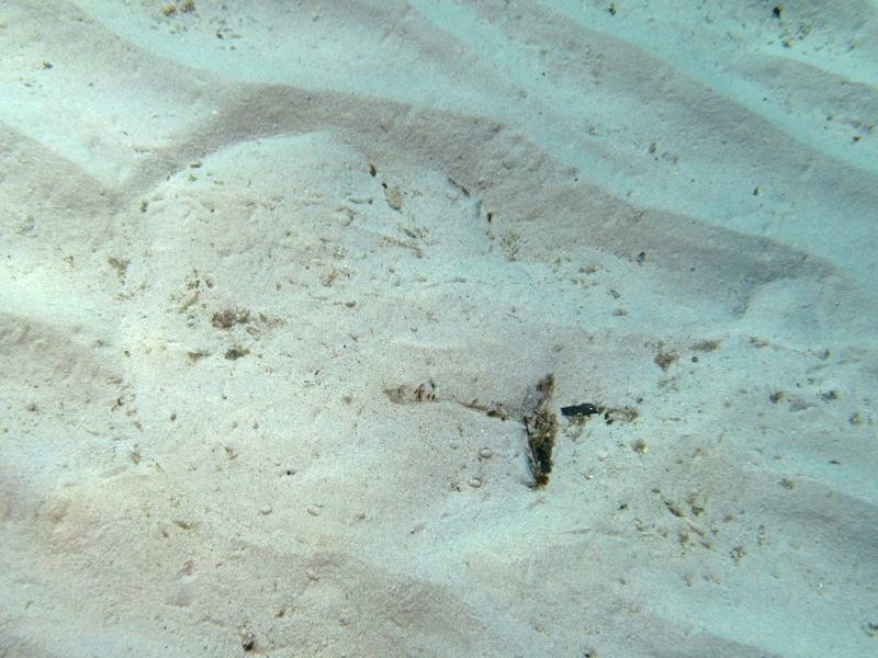 Orme sulla sabbia 1... (Torpedo marmorata)